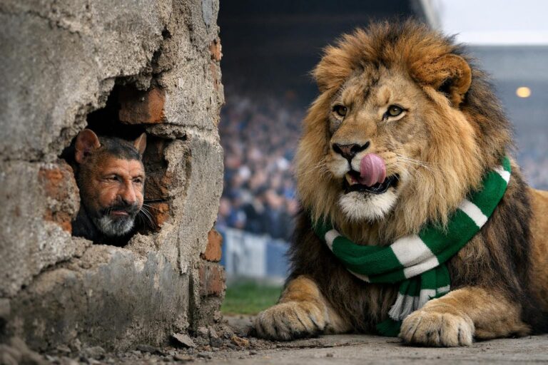 Can I have a lion in a green scarf sitting patiently just out of the sightlines of a crack in the wall, where a rat that look